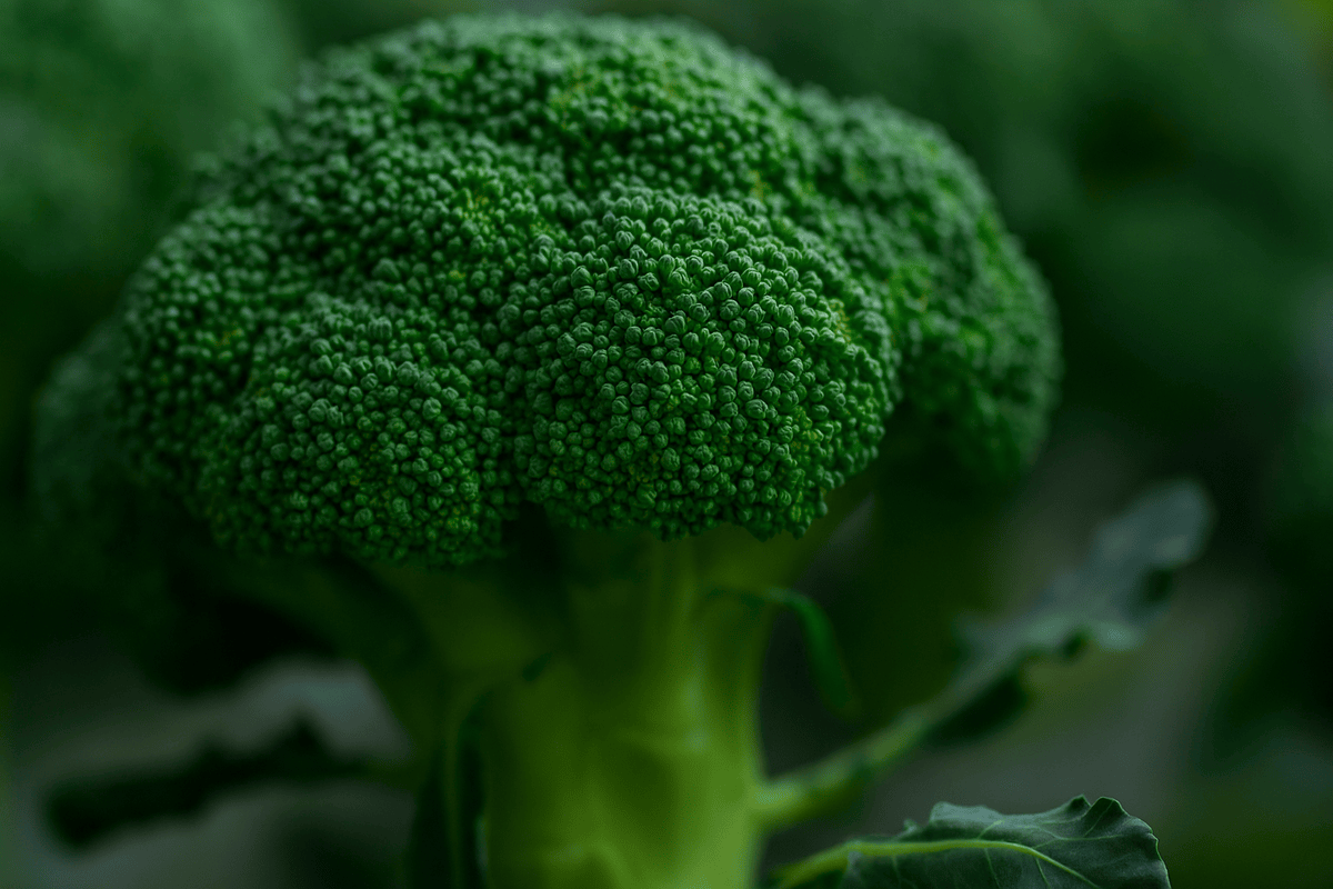 Why It’s Important to Eat Broccoli